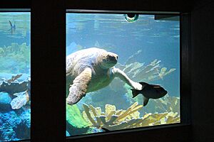 Boston Aquarium, Central Wharf, Boston (493614) (11062332174)