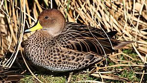 Brown pintail (Anas georgica spinicauda) (4).jpg