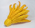 Buddhas hand 1.jpg