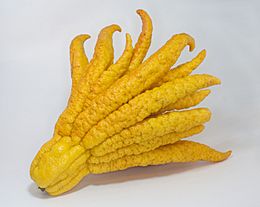 Buddhas hand 1