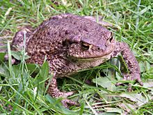 Bufo bufo sitting-Iric2006.jpg