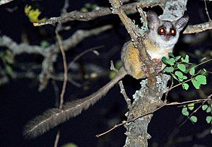 Bushbabies