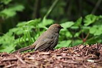 California-towhee