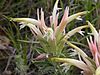 Castilleja sessilifolia (4000614699).jpg