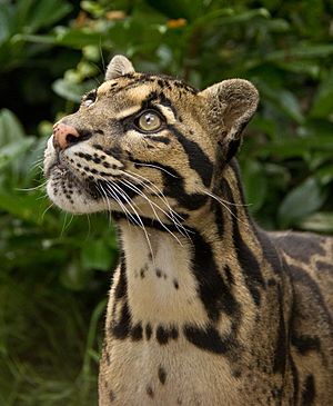 Clouded Leopard (205918213)