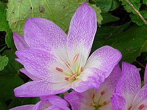 Colchicum - unknown species