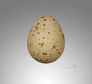 Colin de Californie MHNT