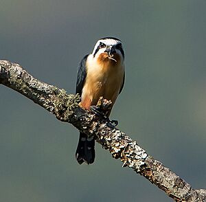 Collared Falconet.jpg