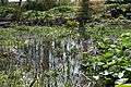 Coughton Court bog garden