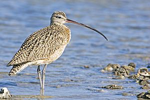 Curlew - natures pics