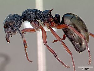 Dolichoderus scabridus casent0010672 profile 1