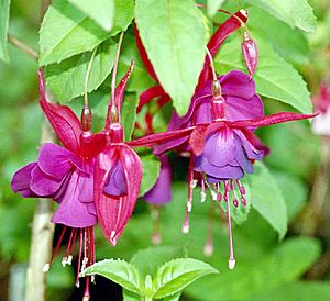 DoubleFuchsias wb