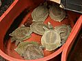 E8976-Namdaemun-Turtles-sold-in-ginseng-shop