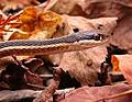 Eastern RibbonSnake