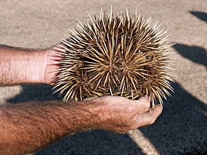 Echidna, Exmouth