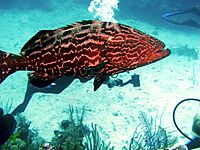 Epinephelus itajara.jpg