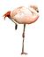 Flamingo1209 white background.jpg