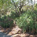 FranceschiPark ClimbingAloe SBCA 20150916