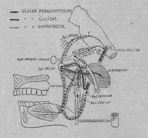 Frey1923