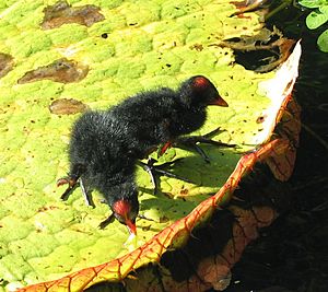 Gallinula galeata sandvicensis (4797861048)