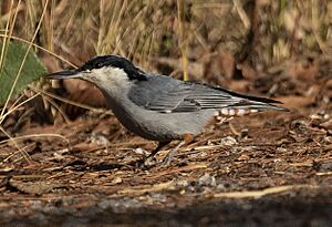 Giant nuthatch (Sitta magna).jpg