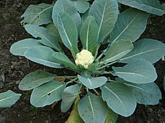 Growing Cauliflower