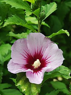 Hibiscus syriacus June-1.jpg