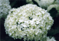 Hydrangea-heads-pale