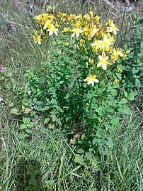 Hypericum perforatum 09