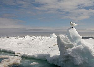 Ivory Gull Wintering