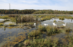 Kennekuk Marshes, Lake Vermilion, Illinois