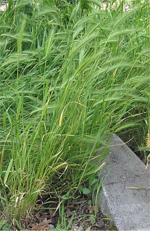 Kruipertje Hordeum murinum plant.jpg