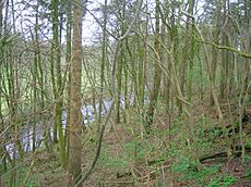 Lambroughton Woods