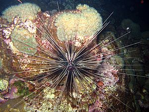 Long-spined sea urchin