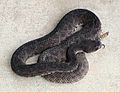 Melanistic Crotalus atrox