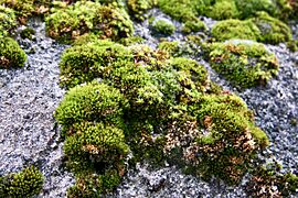 MossOnConcreteWall