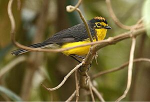 Myioborus melanocephalus -Ecuador-8.jpg