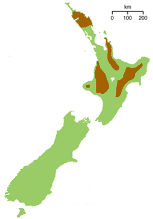 North Island Brown Kiwi.png