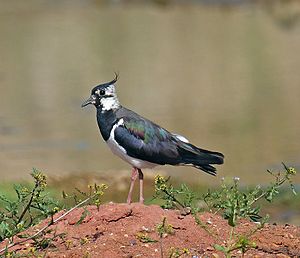 Northern Lapwing