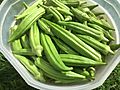 Oklahoma-grown okra