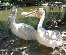 Pelicans at zoo2