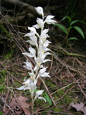 Phantom Orchid Gowlland-Tod2.jpg