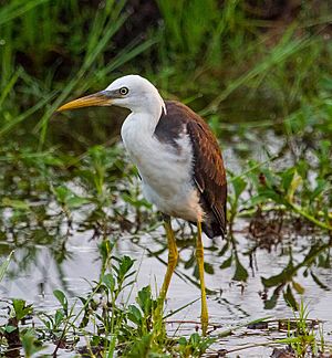 Pied Heron (Juvenile) - Fogg Dam - Middle Point - Northern Territory - Australia