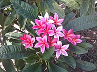 Plumeria Blossoms