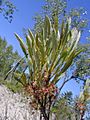 Prunus pumila var pumila, June