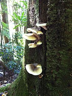 Rainforest Fungi