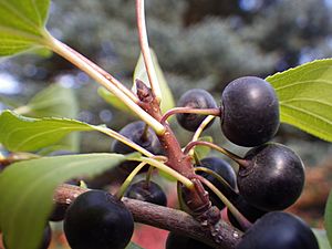 Rhamnus cathartica (8023754928)