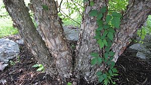 River Birch Trunk