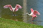 Roseatespoonbill