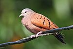 Ruddy Ground Dove.jpg